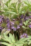 Ballhead Waterleaf blossoms & foliage detail