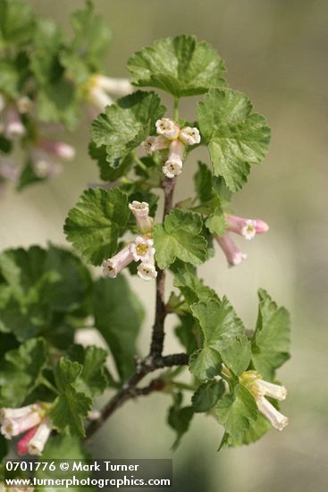 Ribes cereum