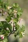 Wax Currant blossoms & foliage