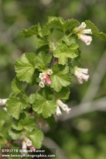 Ribes cereum