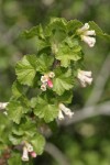 Wax Currant blossoms & foliage