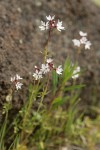 Small-flowered Prairie Stars