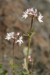 Small-flowered Prairie Star blossoms