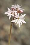 Small-flowered Prairie Star blossoms detail