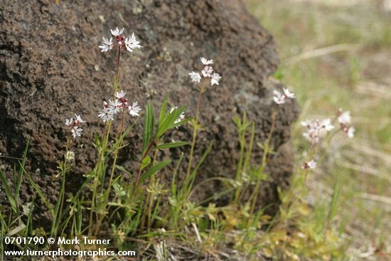 Lithophragma parviflorum