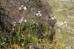 Small-flowered Prairie Stars against small basalt boulder