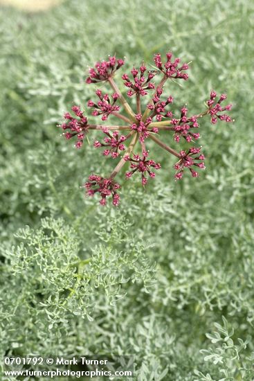 Lomatium columbianum