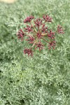 Columbia Desert-parsley blossoms & foliage detail