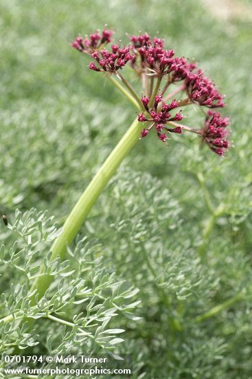 Lomatium columbianum