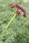 Columbia Desert-parsley blossoms & foliage detail