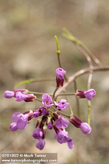 Phoenicaulis cheiranthoides