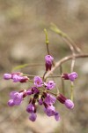 Dagger Pod blossoms & immature siliques