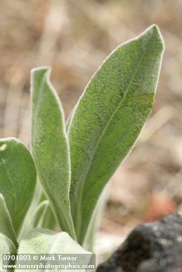Phoenicaulis cheiranthoides