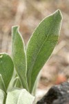 Dagger Pod foliage detail