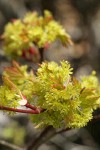Douglas Maple blossoms & emerging foliage detail