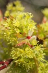 Douglas Maple blossoms & emerging foliage detail