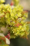 Douglas Maple blossoms & emerging foliage detail