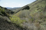 Waterworks Canyon view south w/ Douglas Maple fgnd