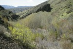 Waterworks Canyon view south w/ Douglas Maple fgnd