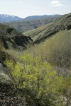 Waterworks Canyon view south w/ Douglas Maple fgnd