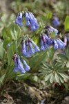 Trumpet Lungwort