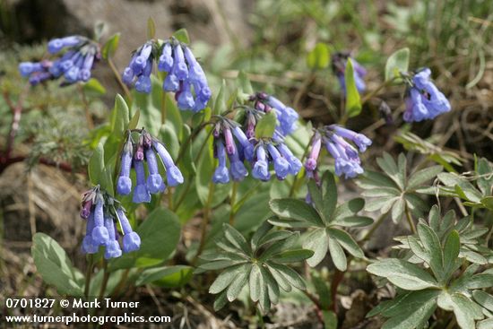 Mertensia longiflora