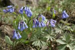 Trumpet Lungwort