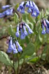 Trumpet Lungwort blossoms & foliage detail