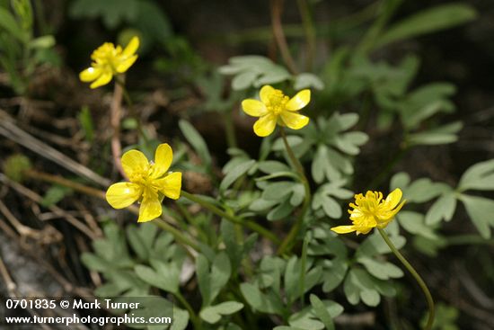 Ranunculus glaberrimus