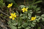 Sagebrush Buttercups