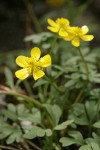 Sagebrush Buttercups