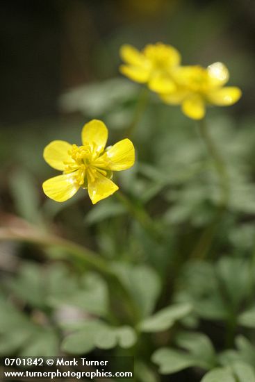 Ranunculus glaberrimus