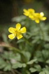 Sagebrush Buttercups