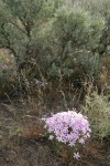 Longleaf Phlox among Big Sagebrush