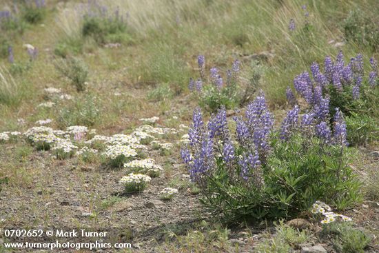 Lupinus bingenensis var. subsaccatus; Erigeron poliospermus var. poliospermus