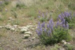 Bingen Lupines w/ Cushion Fleabane