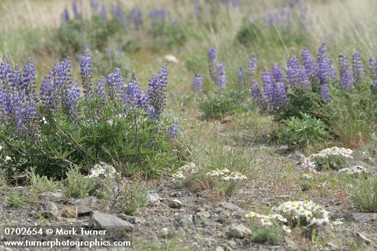 Lupinus bingenensis var. subsaccatus; Erigeron poliospermus var. poliospermus