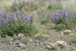 Bingen Lupines w/ Cushion Fleabane