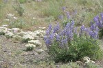 Bingen Lupines w/ Cushion Fleabane