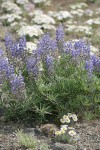 Bingen Lupines w/ Cushion Fleabane