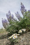 Cushion Fleabane w/ Bingen Lupines soft bkgnd against sky, low angle