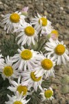 Cushion Fleabane blossoms detail