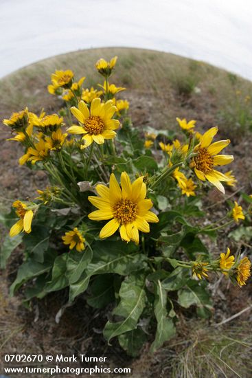 Balsamorhiza careyana