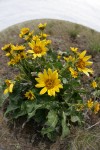 Carey's Balsamroot, extreme wide angle
