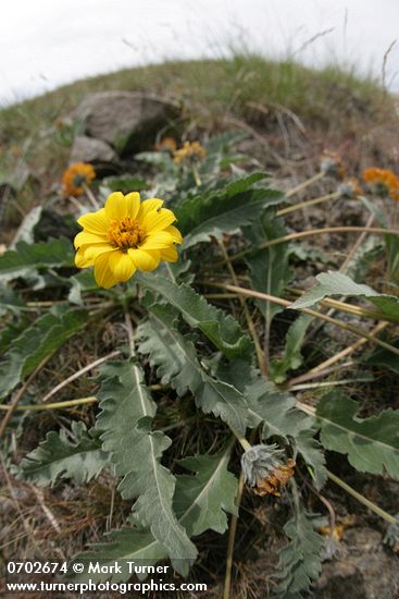 Balsamorhiza rosea