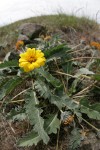 Rosy Balsamroot, extreme wide angle