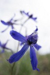 Upland Larkspur, extreme wide angle blossom detail