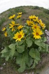 Carey's Balsamroot, extreme wide angle