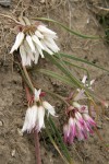 Scilla-leaved Onion (Fragile Onion)