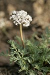 Canby's Desert Parsley